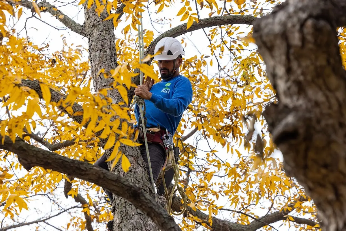 Skilled Tree Planing crew working in Addison