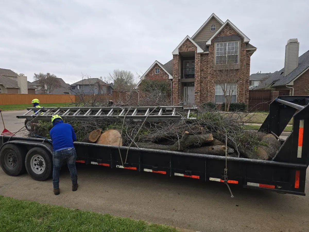Expert Tree Removal with proper safety equipment in Addison